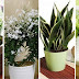 These Plants Produce More Oxygen and Will Help You Get Better Sleep